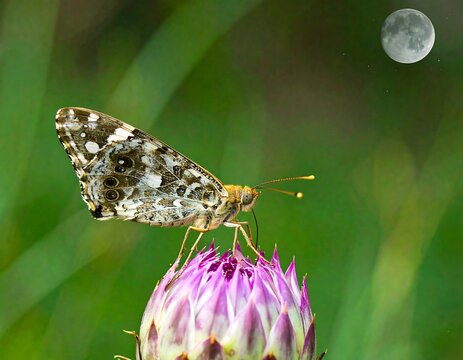 Butterfly on thistle at night