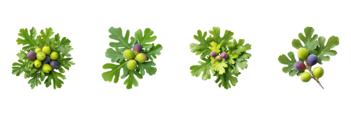 Figs And Fig Leaves Set. Fresh Fruit And Botanical Collection Isolated On Transparent Background