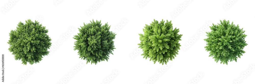 Poster top view of evergreen trees set. nature and landscaping design collection isolated on transparent ba