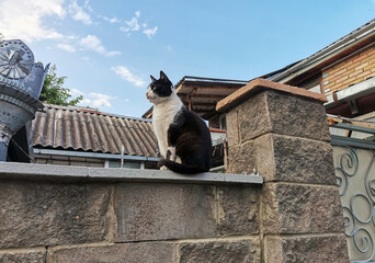 Black and white beautiful cat sits on a stone fence. Pet, favorite. side view