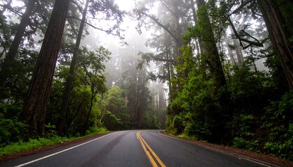 Fototapeta premium Misty Redwood Highway: A winding road through a dense, foggy forest of towering trees.