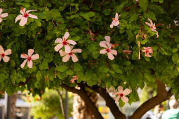 Hibiskus, egzotyczne różowe kwiaty, letni, kolorowy egzotyczny ogród, tropikalny krzew z kwiatami, rozmyte tło, zbliżenie makro, dekoracja ogrodu © anettastar