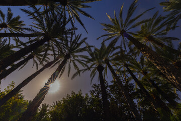 Sylwetki palm na tle nieba i promieni słonecznych, tapeta lub tło do projektu © anettastar