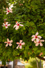 Hibiskus, egzotyczne różowe kwiaty, letni, kolorowy egzotyczny ogród, tropikalny krzew z kwiatami, rozmyte tło, zbliżenie makro, dekoracja ogrodu © anettastar