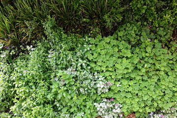 Vertikaler Garten gegen die Erwärmung der Städte