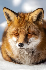 Fototapeta premium A red fox is calmly resting in a serene, snow-covered landscape, basking in the warm sunlight of a winter day