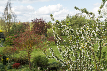 Fototapeta premium Branches of an ornamental apple tree blooming with white flowers; the garden background is slightly blurred against a cloudy sky.