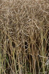 Close-up of dry rapeseed plants field