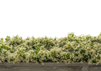 White flower hedge of Star Jasmine (Trachelospermum jasminoides) on old gray ledge, copy space, graphic element as border or frame