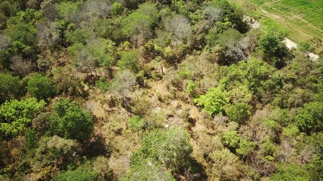 Aerial view of Baba&ccedil;u palm forest in Maranh&atilde;o, Brazil - Drone image of Baba&ccedil;u palm forest, a unique ecosystem between the Cerrado and Amazon in Maranh&atilde;o, Brazil.