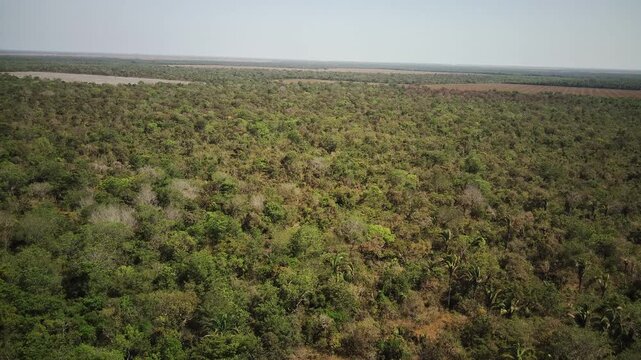 Aerial view of Baba&ccedil;u palm forest in Maranh&atilde;o, Brazil - Drone image of Baba&ccedil;u palm forest, a unique ecosystem between the Cerrado and Amazon in Maranh&atilde;o, Brazil.
