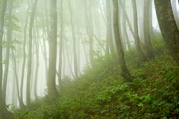 A dense forest shrouded in thick, swirling fog, where towering trees fade into the mist, creating layers of depth and mystery.
