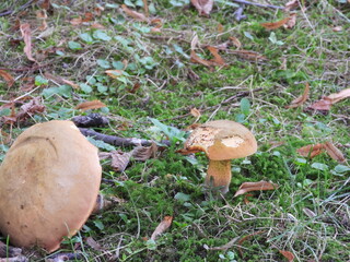 Polish Mushroom in Its Natural Habitat