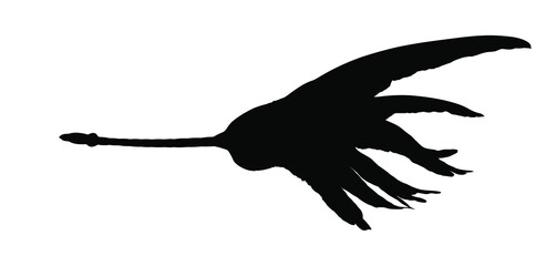 Obraz premium Silhouette of a bird in flight with wings spread wide