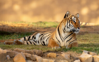 The tiger (Panthera tigris) is the largest of all wild cats, recognized for its striking orange coat with black stripes, immense strength, and solitary hunting style.