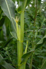 Green corn stalk with fresh leaves