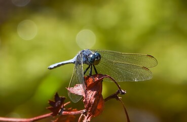 A wonderful dragonfly on the banks of the Danube. It flew gracefully over the water.
