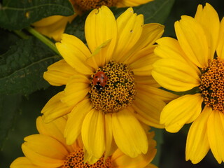 Geniopsis on a Yellow Flower in the Sun
