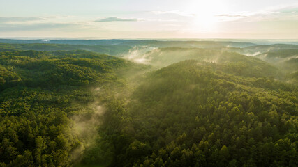 morning fog over the forest