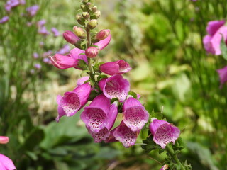 This photo shows a purple foxglove flower.