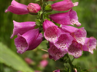 This photo shows a purple foxglove flower. © Діма Осташук