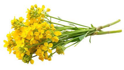 sprig of fresh rapeseed - isolated on a white background PNG. GENERATIVE AI