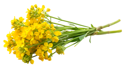sprig of fresh rapeseed - isolated on a white background PNG. GENERATIVE AI