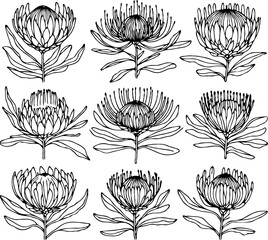 Hand drawn artichokes Botanical drawing. Simple line art thistle, stems illustration. Black and White wild flowers. Protea plants. Set of teasel outline doodle floral sketch. Leaves Silybum marianum
