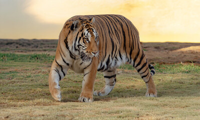 The tiger (Panthera tigris) is the largest of all wild cats, recognized for its striking orange...