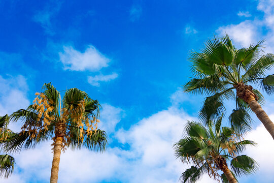 Green palm leaves against blue sky. Palm trees in backlit summer sunlight. View from bottom to top. High quality photo