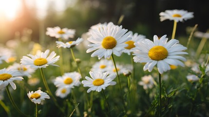 Close-up view of a field of white daisies.