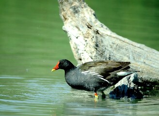 Close up of a moorhen