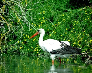Close up of a stork