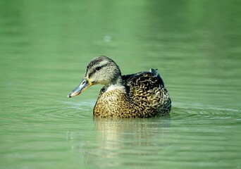 Close-up of a duck near the water