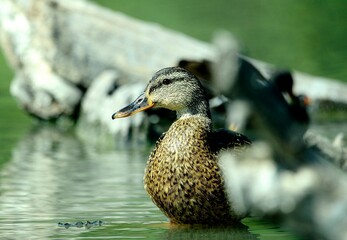 Close-up of a duck near the water