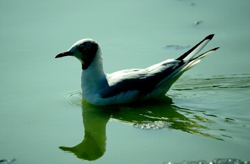 Close up of a seagull