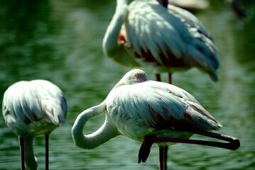 Greater flamingo (Phoenicopterus roseus) in natural wetland – elegant pink bird wading in shallow...