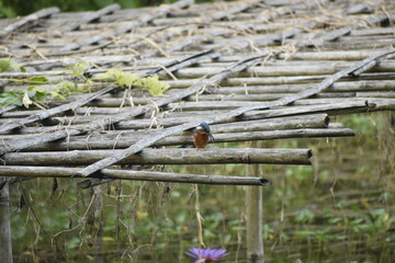 Vibrant common kingfisher resting on a weathered bamboo platform, set against a soft green, natural backdrop.