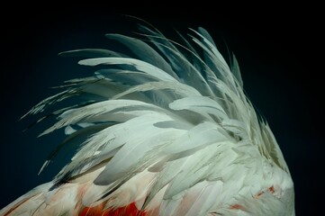 Fototapeta premium Greater flamingo (Phoenicopterus roseus) in natural wetland – elegant pink bird wading in shallow water