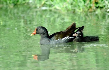 Close up of a moorhen