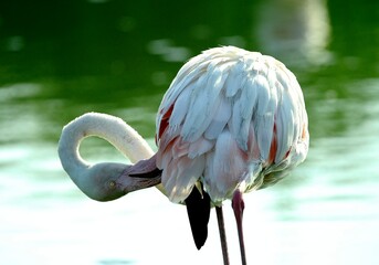Greater flamingo (Phoenicopterus roseus) in natural wetland – elegant pink bird wading in shallow...