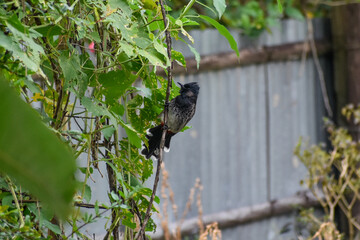 A red-vented bulbul perched on a vine, showcasing its distinctive crest and colorful plumage.