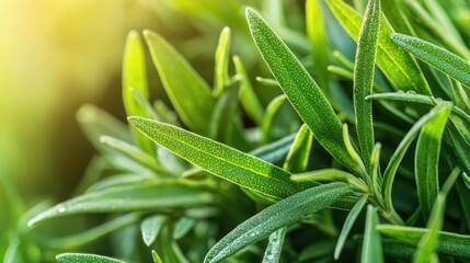 Obraz premium Close-Up Of Fresh Rosemary Leaves With Morning Dew. Aromatic Herb In Natural Sunlight