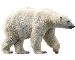 Side view polar bear isolated on transparent background