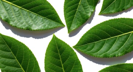Fototapeta premium Fresh green leaves arranged on a white background with shadows