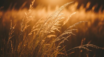Golden sunlit grass sways in a warm meadow, shallow depth of field