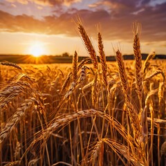 wheat field at sunset