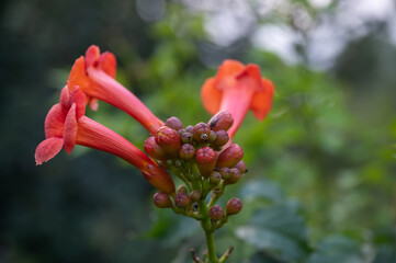 The Vibrant and Bright Orange Flower Blossoms Gracefully in the Embrace of Natures Beauty