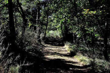 Forest in the mountain
