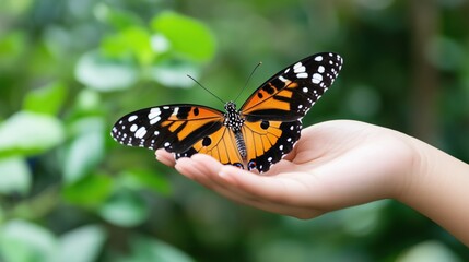 Fototapeta premium Handing off a butterfly